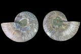 Agatized Ammonite Fossil - Crystal Filled Chambers #145997-1